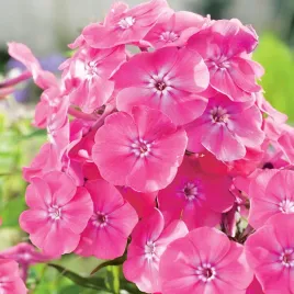 phlox-floks-plomyk-wiechowaty-rozowy-pink-1-szt-floksy-sadzonki-kwiatow