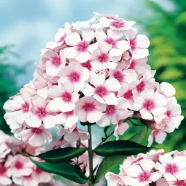 phlox-floks-plomyk-wiechowaty-graf-zeppelin-1-szt-floksy-sadzonki-kwiatow