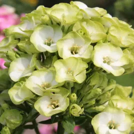 phlox-floks-plomyk-wiechowaty-orchid-green-1-szt-floksy-sadzonki-kwiatow