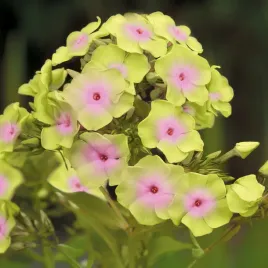 phlox-floks-plomyk-wiechowaty-sherbert-blend-1-szt-floksy-sadzonki-kwiatow