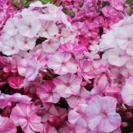 phlox-floks-plomyk-wiechowaty-freckle-red-shades-1-szt-floksy-sadzonki