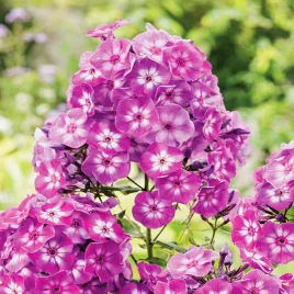 phlox-floks-plomyk-wiechowaty-laura-1-szt-floksy-sadzonki-kwiatow