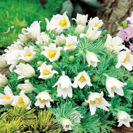 pulsatilla-sasanka-biala-white-1-szt-sasanki-sadzonki-sadzonka