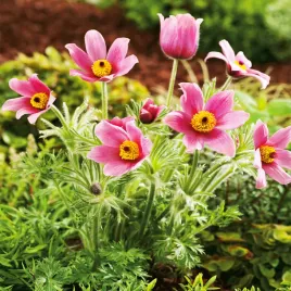 pulsatilla-sasanka-rozowa-pink-1-szt-sasanki-sadzonki-sadzonka