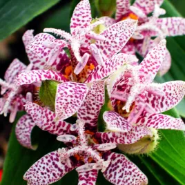 tricytris-hirta-trojsklepka-owlosiona-1-szt-lilia-zabia-sadzonka