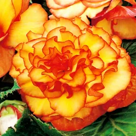 begonia-dwukolorowa-picotee-1-szt-begonie-sadzonki-sadzonka-bulwa