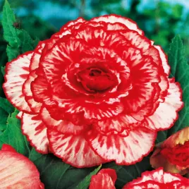 begonia-dwukolorowa-marmorata-1-szt-begonie-sadzonki-sadzonka-bulwa