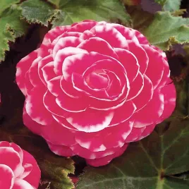 begonia-dwukolorowa-camelia-1-szt-begonie-sadzonki-sadzonka-bulwa