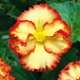 begonia-dwukolorowa-crispa-marginata-zolta-1-szt-begonie-sadzonki-sadzonka