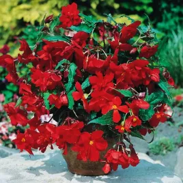 begonia-zwisajaca-czerwona-red-1-szt-begonie-sadzonki-sadzonka-bulwa