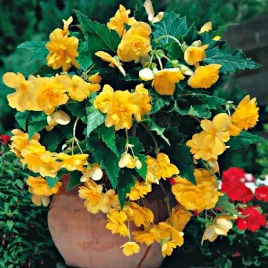 begonia-zwisajaca-zolta-yellow-1-szt-begonie-sadzonki-sadzonka-bulwa