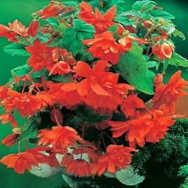 begonia-zwisajaca-pomaranczowa-5-szt-begonie-sadzonki-sadzonka-bulwa