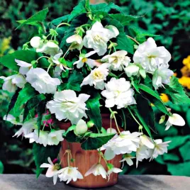 begonia-zwisajaca-biala-5-szt-begonie-sadzonki-sadzonka-bulwa