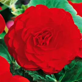 begonia-podwojna-double-czerwona-red-1-szt-begonie-sadzonki-sadzonka-bulwa