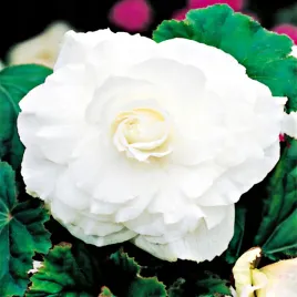 begonia-podwojna-double-biala-white-1-szt-begonie-sadzonki-sadzonka-bulwa
