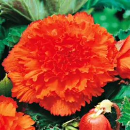 begonia-strzepiasta-pomaranczowa-orange-1-szt-begonie-sadzonki-sadzonka