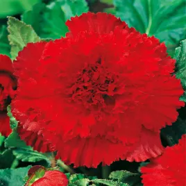 begonia-strzepiasta-czerwona-red-1-szt-begonie-sadzonki-sadzonka-bulwa