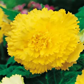 begonia-strzepiasta-zolta-yellow-1-szt-begonie-sadzonki-sadzonka-bulwa