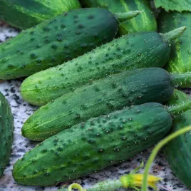 ogorek-gruntowy-konserwowy-valerie-f1-swieze-nasiona-ogorkow-odporne