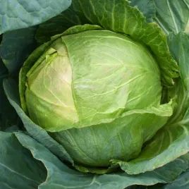 kapusta-glowiasta-biala-brunswick-nasiona-warzyw-kapusty-do-kiszenia