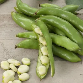 bob-jankiel-bialy-nasiona-warzyw-srednio-wczesna-odmiana-o-duzych-ziarnach