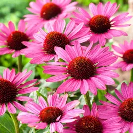 rudbekia-purpurowa-rozowa-nasiona-kwiatow-dlugie-kwitnienie-hit-na-rabaty