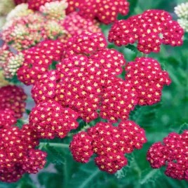 krwawnik-pospolity-rozowy-nasiona-kwiatow-ozdobnych-do-ogrodu-dekoracyjna