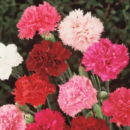 gozdzik-ogrodowy-grenadin-mieszanka-nasiona-kwiatow-ozdobnych