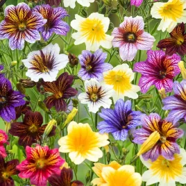 tujalka-zmienna-mieszanka-roslina-jednoroczna-nasiona-kwiatow