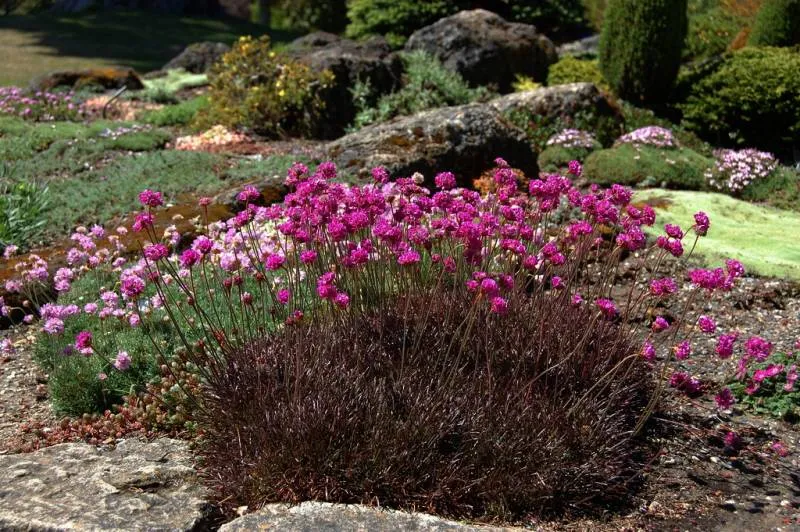 zawciag-vesuvius-p9-kolor-kwiatow-rozowe