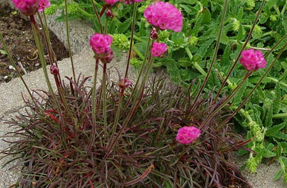 zawciag-vesuvius-p9-kolor-kwiatow-rozowe