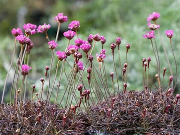 zawciag-vesuvius-p9-styl-ogrod-wiejski