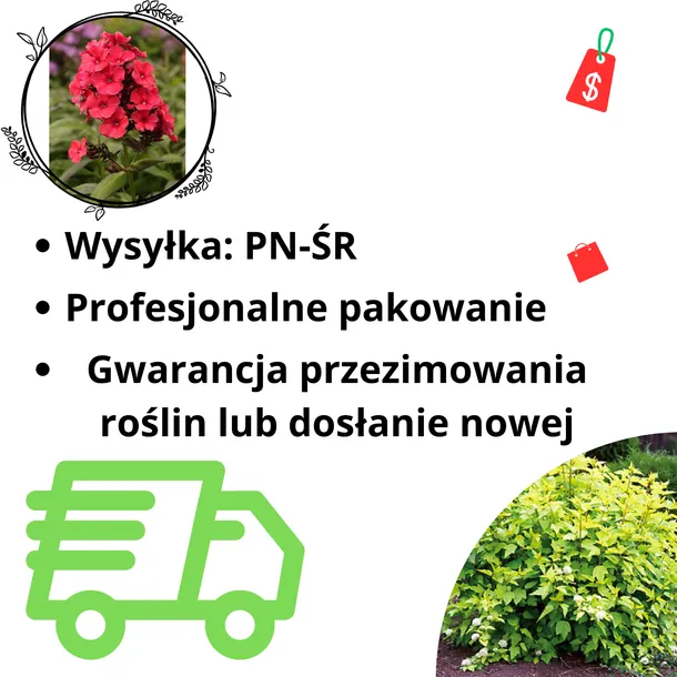 zawciag-vesuvius-p9-cechy-charakterystyczne-proste-w-pielegnacji