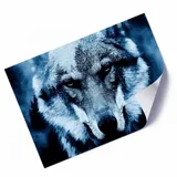 plakat-wilk-niebieski-stan-nowy