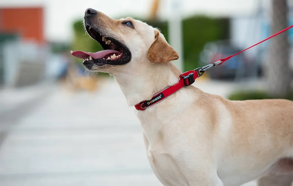 reflective-collar-dogness-size-xs-red
