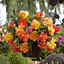 begonia-zwisajaca-pelna-pachnaca-golden-balcony-1-szt-begonie-sadzonki