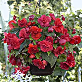 begonia-zwisajaca-pelna-pachnaca-odorata-red-glory-1-szt-begonie-sadzonki