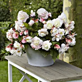 begonia-zwisajaca-pelna-pachnaca-odorata-angelique-1-szt-begonie-sadzonki