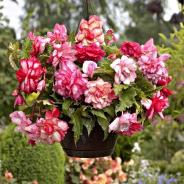 begonia-zwisajaca-pelna-pachnaca-pink-balcony-1-szt-begonie-sadzonki