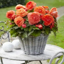 begonia-superba-pomaranczowa-1-szt-duzy-kwiat-obfite-kwitnienie-begonie