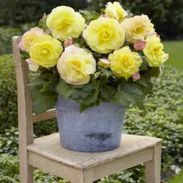 begonia-superba-zolta-1-szt-duzy-kwiat-obficie-kwitnie-begonie-sadzonki