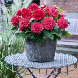 begonia-superba-rozowa-1-szt-duzy-kwiat-obficie-kwitnie-begonie-sadzonki