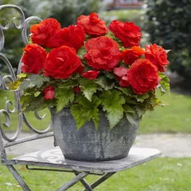begonia-superba-czerwona-1-szt-duzy-kwiat-begonie-sadzonki-sadzonka-bulwa
