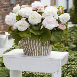 begonia-superba-biala-1-szt-duzy-kwiat-obficie-kwitnie-begonie-sadzonki