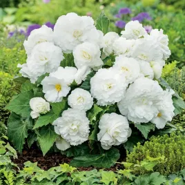begonia-non-stop-niska-white-biala-1-szt-begonie-sadzonki-sadzonka-bulwa