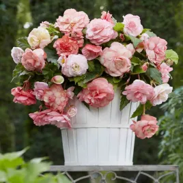 begonia-splendide-flamenca-1-szt-begonie-sadzonki-sadzonka-bulwa