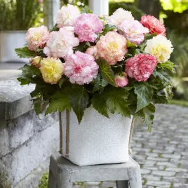 begonia-pelna-samba-mix-1-szt-begonie-sadzonki-sadzonka-bulwa