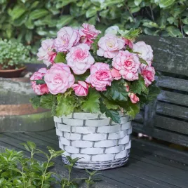 begonia-dwukolorowa-picotee-white-1-szt-begonie-sadzonki-sadzonka-bulwa