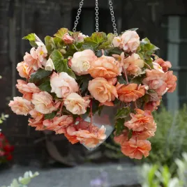 begonia-odorata-splendide-apricot-1-szt-begonie-sadzonki-sadzonka-bulwa