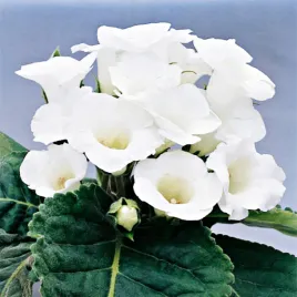 gloksynia-doniczkowa-mont-blanc-1-szt-gloxinia-gloksynie-sadzonka-cebulki